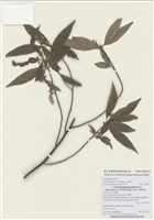 藏品(山胡椒)的圖片